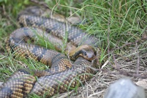 Los ejemplares aparecieron el domingo en la costanera santafesina. Crédito: Pablo Aguirre