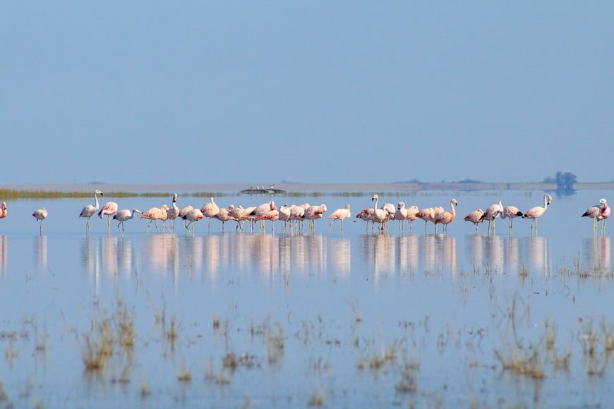Flamencos australes y Parinas grandes años atrás en el sur de Santa Fe.