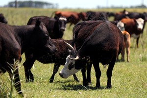 Cows graze in a farm near Chascomus, Argentina, November 10, 2016. Picture taken November 10, 2016.  REUTERS/Marcos Brindicci chascomus  ganado en un campo cerca de chascomus ganado vacuno vacas