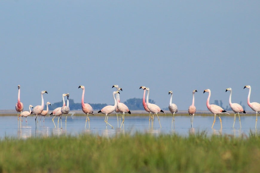 Parinas grandes y chicas