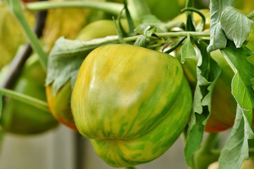 Alerta fitosanitaria en todo el territorio argentino