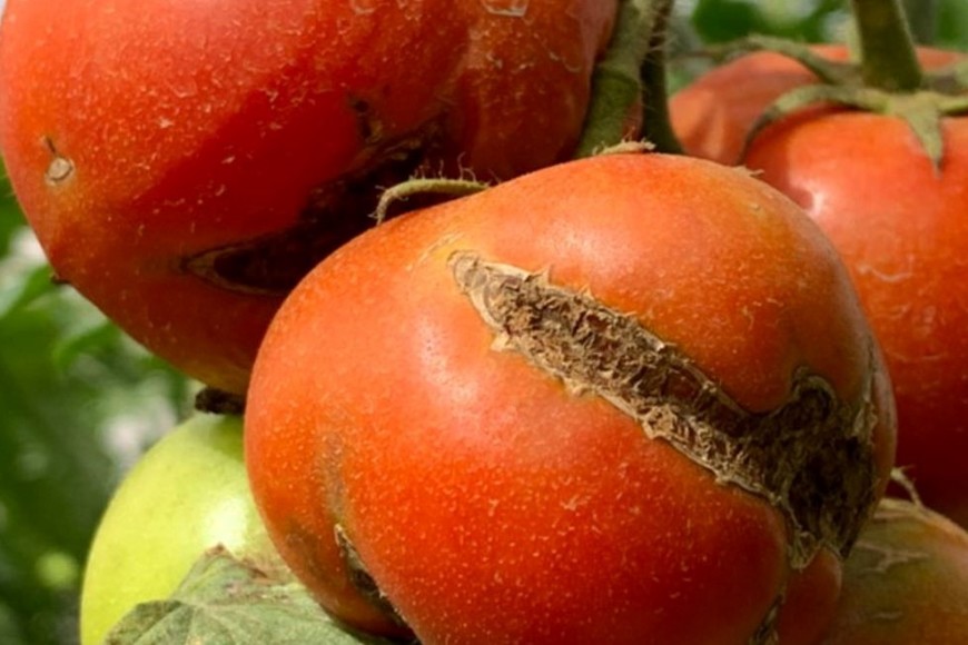 Alerta fitosanitaria en todo el territorio argentino