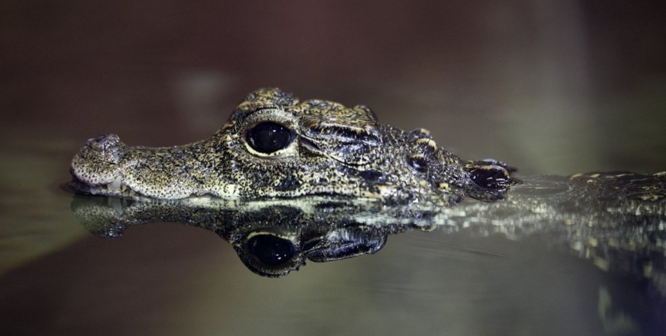 A shocking discovery: a crocodile killed a woman while guarding her body