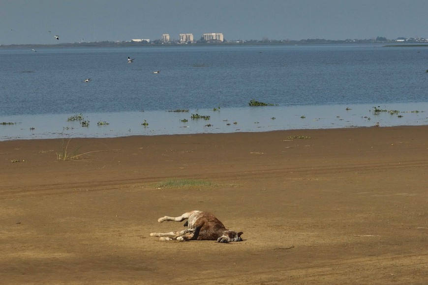 Vida y muerte en la Setubal  - Crédito: Fernando Nicola