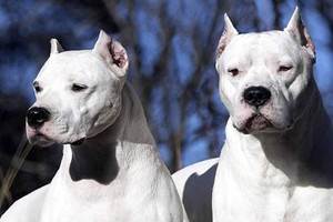 Imagen ilustrativa. Dogo argentino.