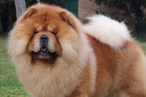 El perro de la raza Chow Chow escapó de su vivienda