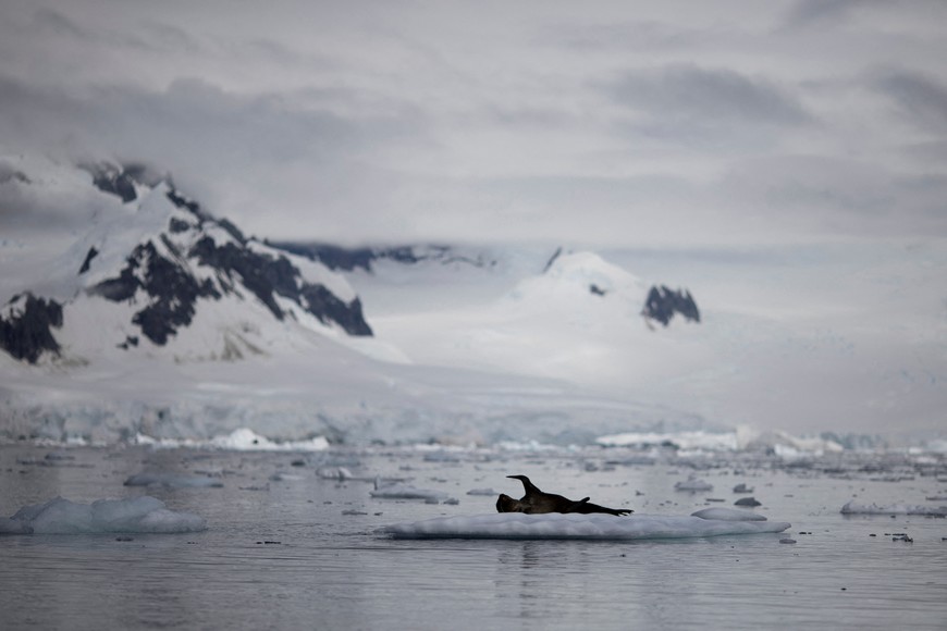 FILE PHOTO: A seal is seen on ice that floats near Fournier Bay, Antarctica, February 3, 2020. Picture taken February 3, 2020. REUTERS/Ueslei Marcelino/File Photo