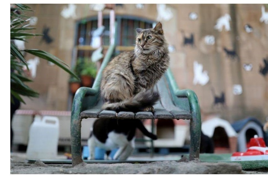 Decenas de miles de gatos murieron por un virus en Chipre.