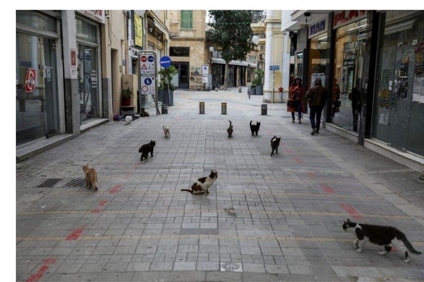 La isla mediterránea es famosa por su gran población de gatos.
