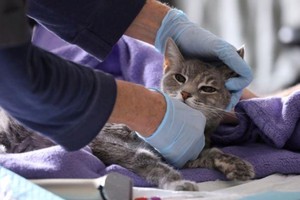 Los síntomas incluyen fiebre, hinchazón abdominal, debilidad y, a veces, agresividad.