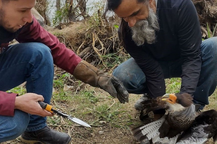 El grupo de herreros logró desenredar las tanzas de pesca y cortar el anzuelo del pico del ave. Foto: Gentileza Iván Viera