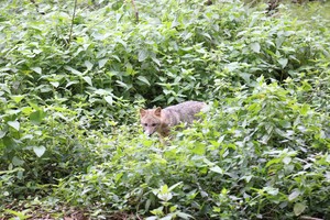 Avistaje. Este zorro gris sorprendió al contingente que visitó el parque, previo a la apertura al público. Crédito: Gobierno provincial.