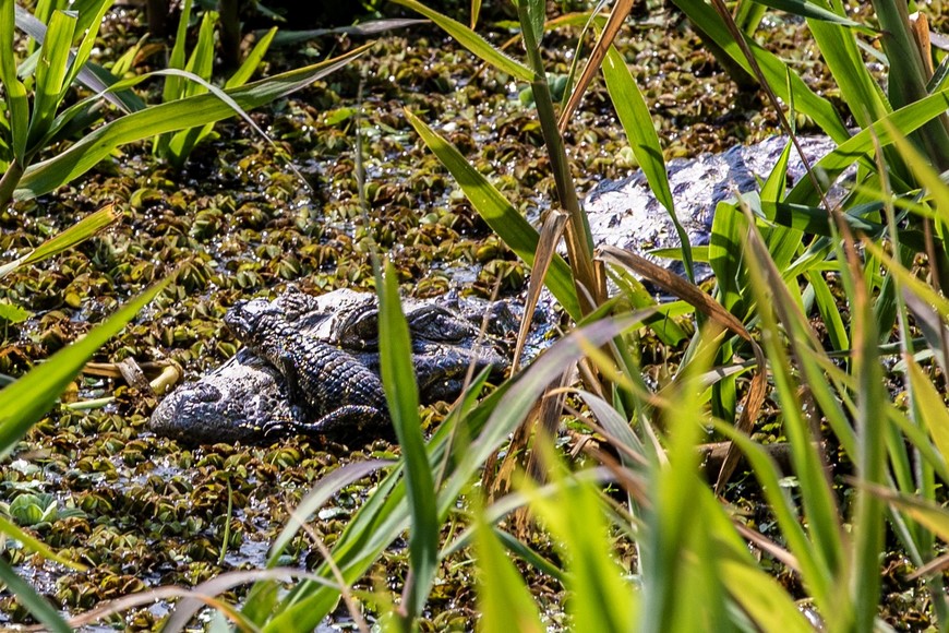 Los yacarés eligieron hace años las lagunas de la reserva como su hábitat. Crédito: Gentileza DirCom UNL