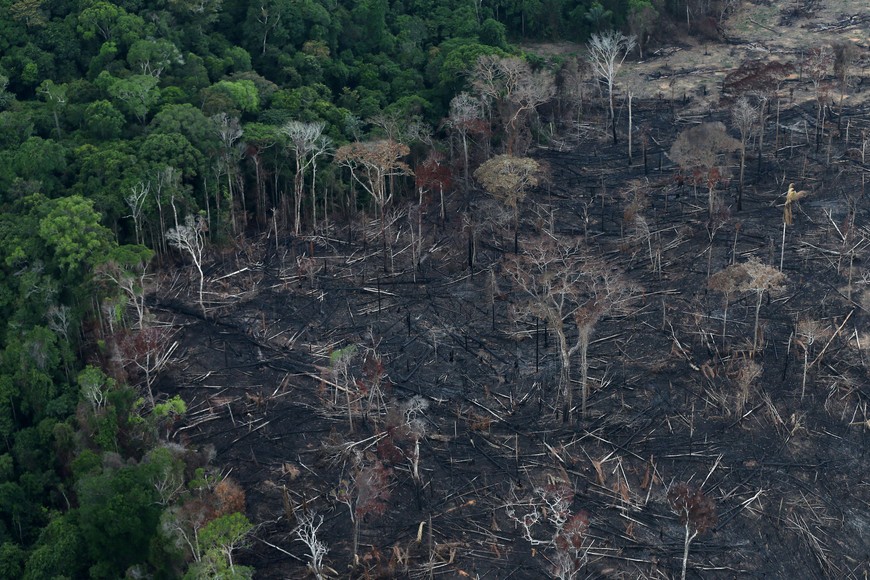 El plan contempla la creación de dos mega viveros en los estados Bolívar y Amazonas.