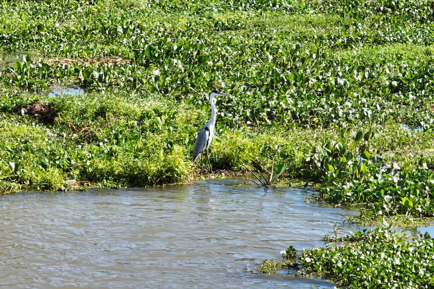 Crece el río y la flora y fauna de la región se puede apreciar en las costas de la capital provincial. Crédito: Fernando Nicola