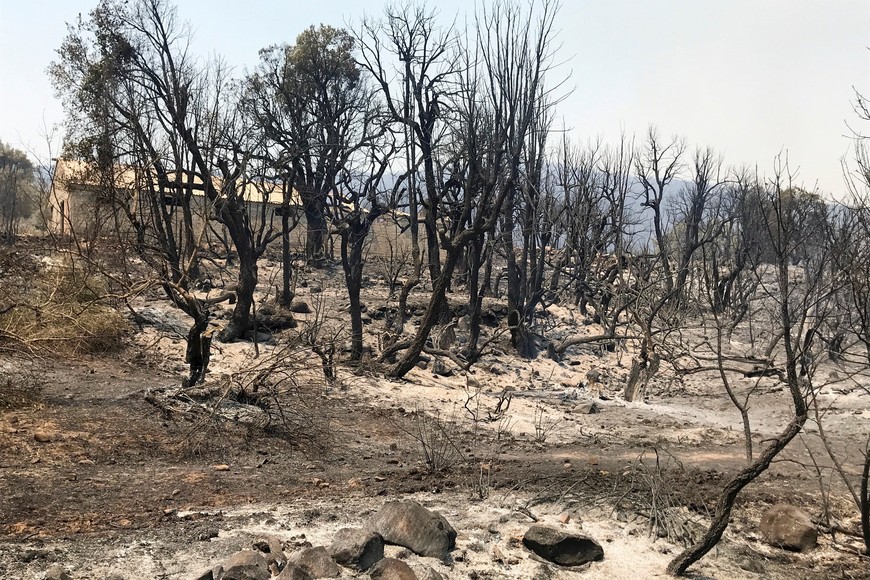 Burnt trees are seen following a wildfire in Zekri, in the mountainous Kabylie region of Tizi Ouzou, east of Algiers, Algeria August 11, 2021. REUTERS/Abdelaziz Boumzar