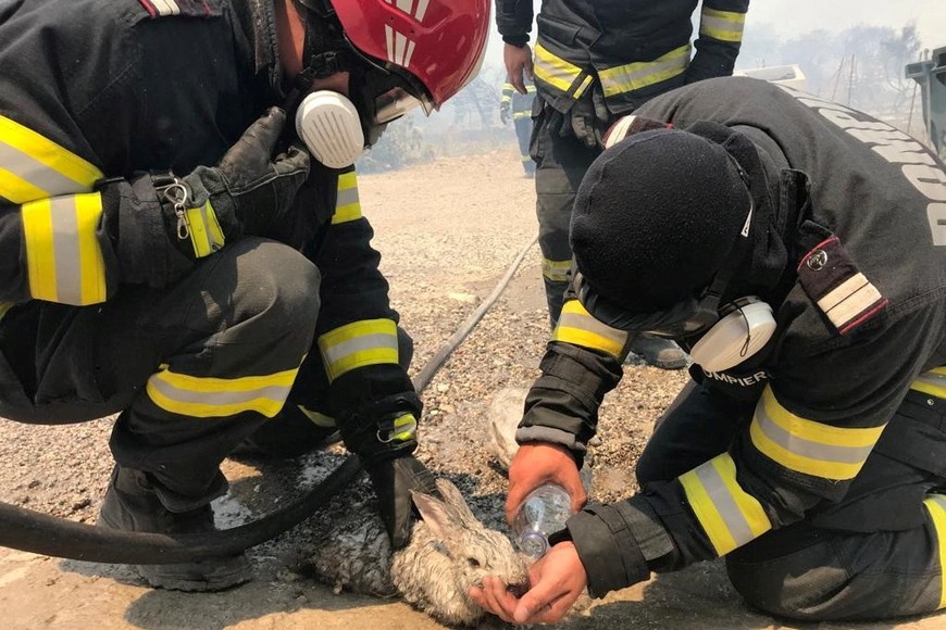 Romanian firefighters give water to rabbits saved from a wildfire burning on the island of Rhodes, Greece, July 24, 2023. Romanian Government's Department for Emergencies/Handout via REUTERS THIS IMAGE HAS BEEN SUPPLIED BY A THIRD PARTY. MANDATORY CREDIT. NO RESALES. NO ARCHIVES. BEST QUALITY AVAILABLE.