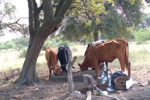 Agua salada. El recurso es escaso y debe mezclarse para que la hacienda lo pueda beber.