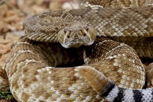 La serpiente cascabel habita en América, desde Canadá hasta Argentina.