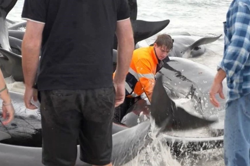 Los "calderones" o "ballenas piloto" son un género de cetáceos, de la familia de los "delfines oceánicos