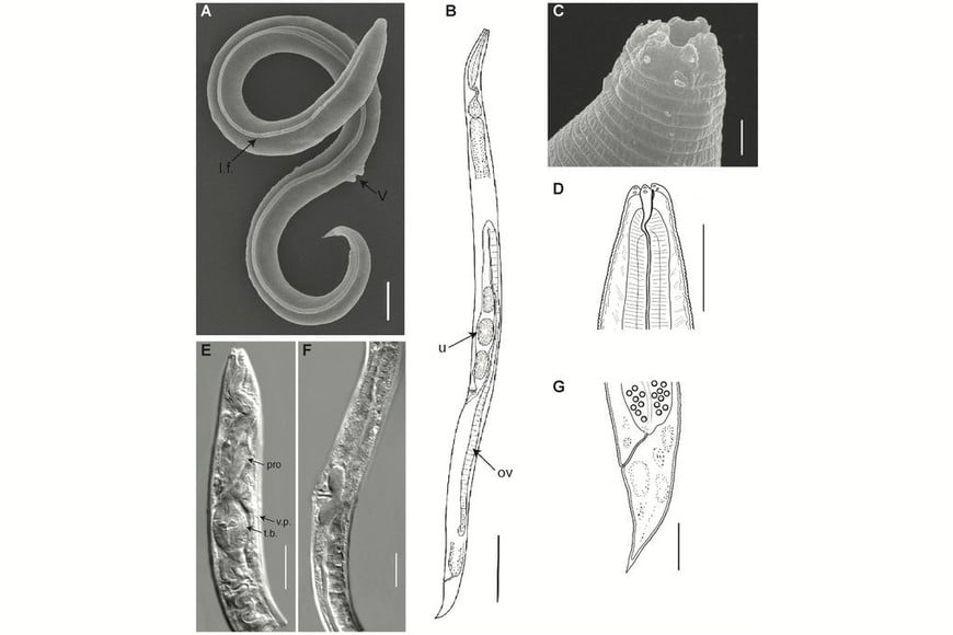Gusano permafrost Cred. Plos Genetics