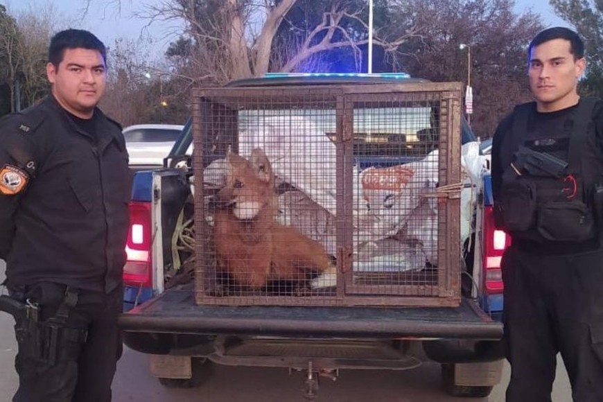 Los especialistas lograron atrapar al aguará guazú y se cercioraron de que se encontraba en buen estado de salud. Crédito: El Litoral.