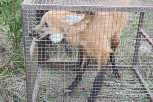 Los especialistas lograron atrapar al aguará guazú y se cercioraron de que se encontraba en buen estado de salud. Crédito: El Litoral.