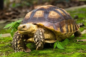 Con los días de calor atípico que se vivieron a principios de agosto, los animales salieron de su "suspensión" antes de lo esperado.
