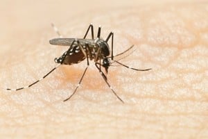 "El Aedes aegypti necesita de las condiciones ambientales para poder sobrevivir, puntualmente influye la temperatura y la humedad", mencionó la bióloga Andrea Gómez, gerente de Gestión en la Fundación Mundo Sano.