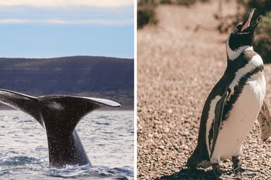 Se puede apreciar la diversidad de fauna marina que, por las condiciones naturales del sitio les sirve de base. Pingüinos de Magallanes, Elefantes marinos, Orcas, Delfines y la presencia estelar de la especie que ubica en el mapa mundial a Puerto Pirámides: la Ballena Franca Austral.