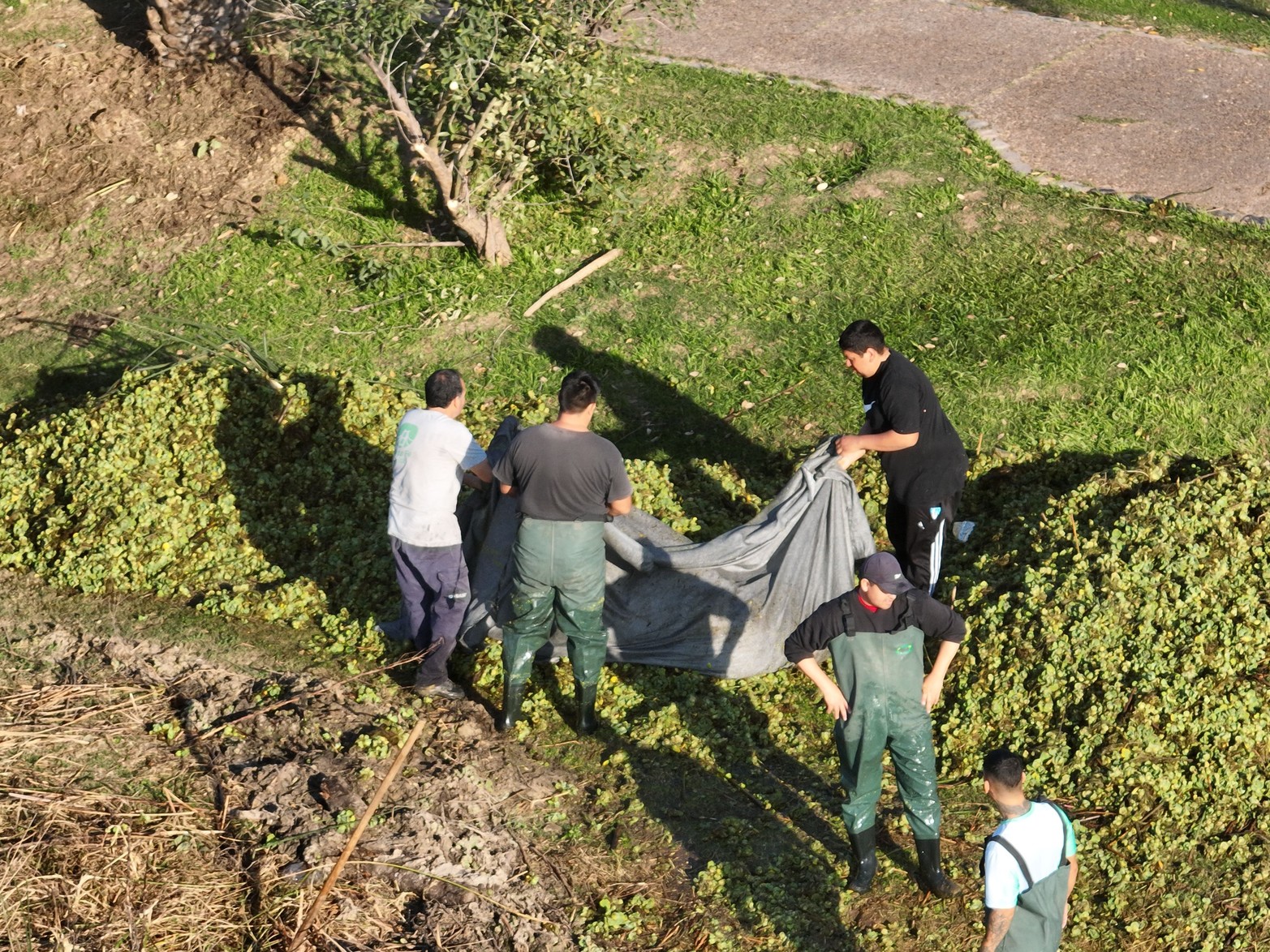 Limpian el “mini embalsado” del lago del Parque del Sur. Con cuadrillas municipales, la tarea principal consiste en retirar los repollitos de agua que impiden el normal desarrollo de las actividades deportivas. Próximamente se instalarán bombas para oxigenar el agua y evitar que esta vegetación vuelva a crecer.