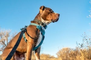 El trámite se realiza por única vez y de manera gratuita.