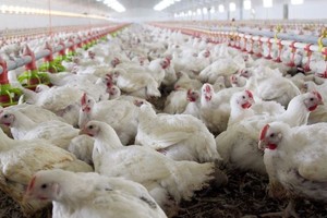 Restableciendo oficialmente su estatus como país libre de la enfermedad.