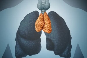 La reciente investigación sugiere que el timo desempeña un papel vital en la salud inmunitaria, sobre todo en la prevención del cáncer.