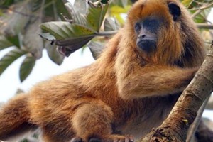 Los monos carayá presentan una alta sensibilidad al virus