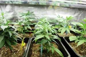BENEFICIOS. Actualmente existe un Programa Nacional para el Estudio y la Investigación del Uso Medicinal de la Planta de Cannabis y sus Derivados y Tratamientos No Convencionales.