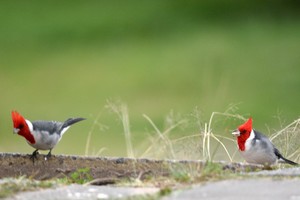 Instantánea. "Cardenal Cardenilla". Crédito: Mauricio Garín