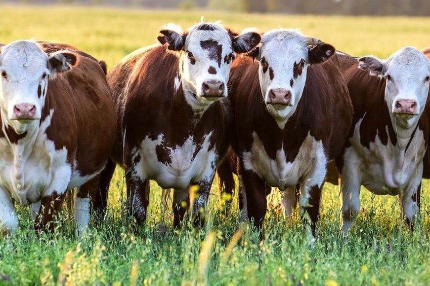 Agrofeed 19 cuenta con una amplia variedad de productos en toda línea de balanceado animal. Bovinos Carne; Bovino Leche; Porcinos y Cabaña. Foto: Gentileza