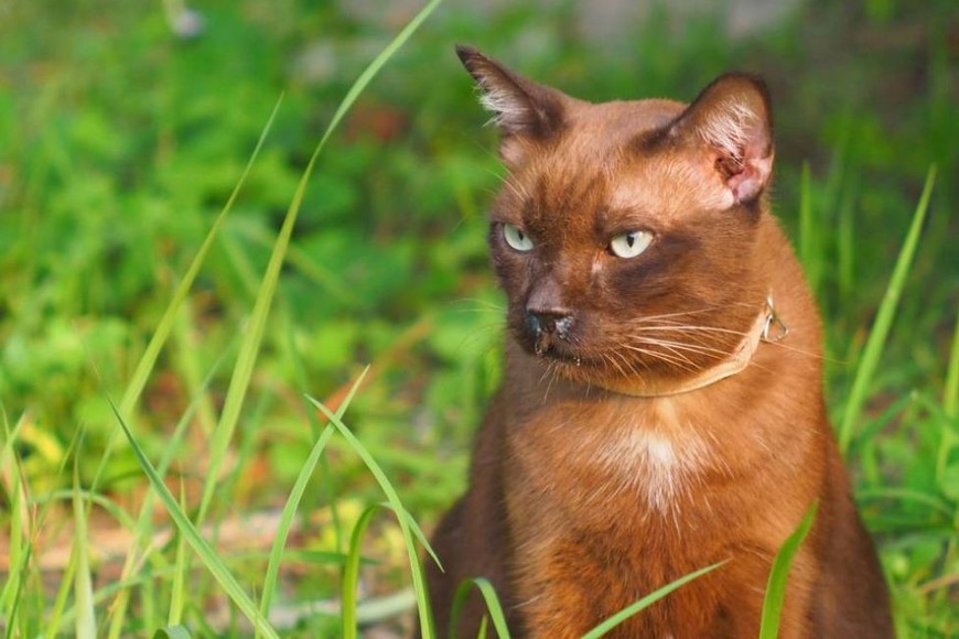 La muerte de felinos pone en alerta a la OMS