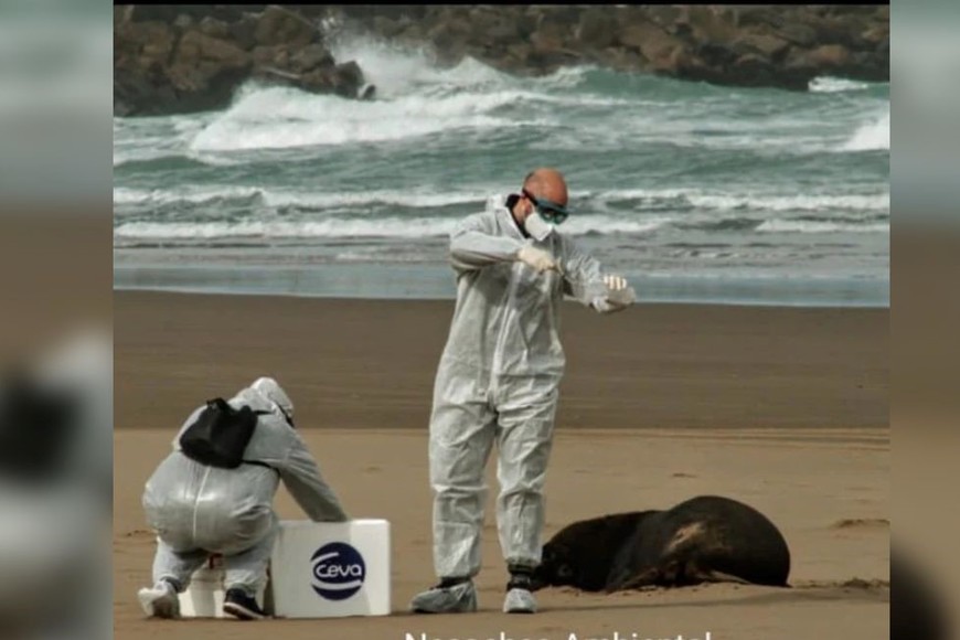 Los científicos investigan la evolución de esta enfermedad.