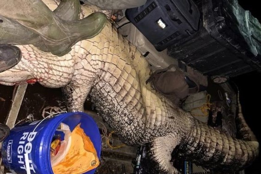 Un cocodrilo de 14 pies dentro de un barco de 14 pies en Mississippi. Foto: Will Thomas / The Washington Post.