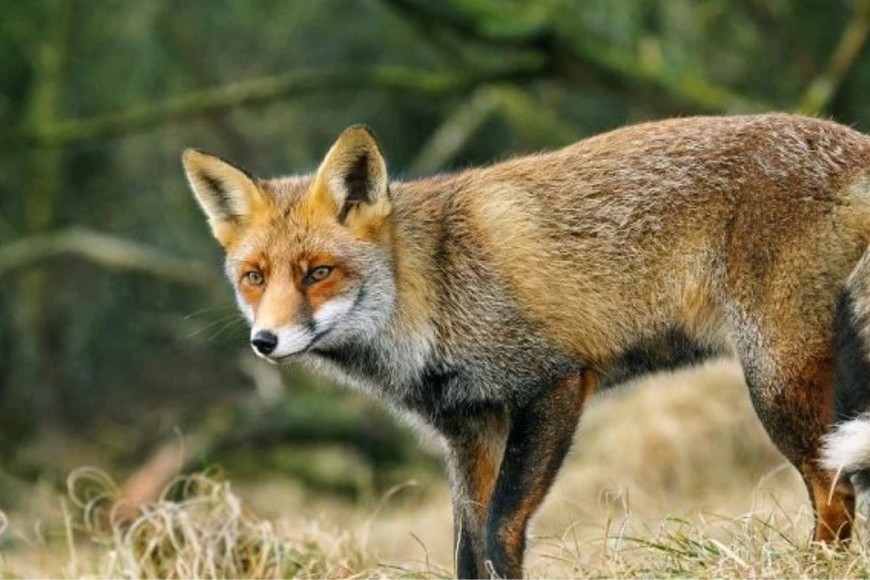 Detectan zorros positivos al virus de la gripe aviar