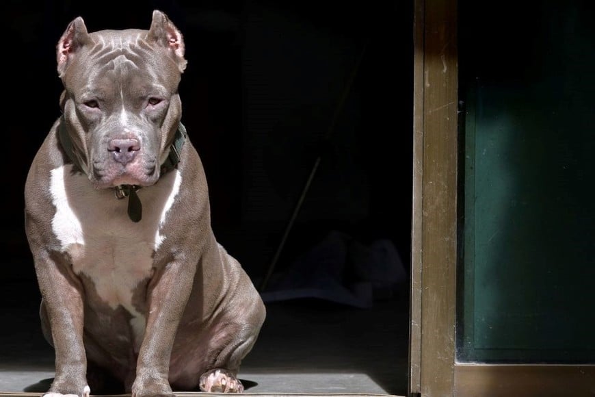 Son reiterados los casos en los que este tipo de perros potencialmente muy peligrosos