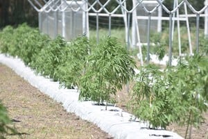 La materia prima para analizar el rendimiento de extracción de cannabis fue obtenida de las plantas que se cosechan en el predio de Monte Vera. Crédito: Mauricio Garín.