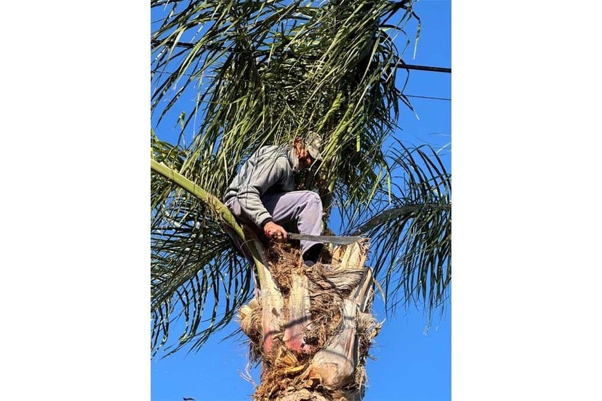 Juan Carlos se hizo muy popular en barrios residenciales de Santa Fe y Santo Tomé, donde las palmeras son una de las especies elegidas por los vecinos. Crédito: Fernando Nicola.