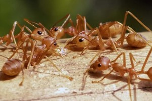 De Argentina al mundo: las hormigas coloradas invasoras están causando estragos en ecosistemas enteros.