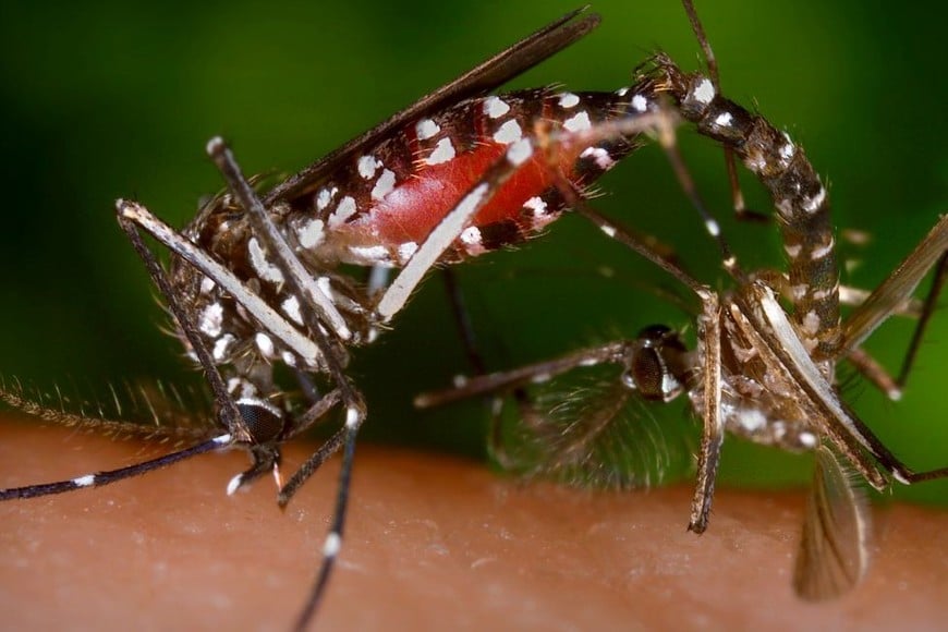 Es para tratar el virus que transmite el mosquito Aedes aegypti