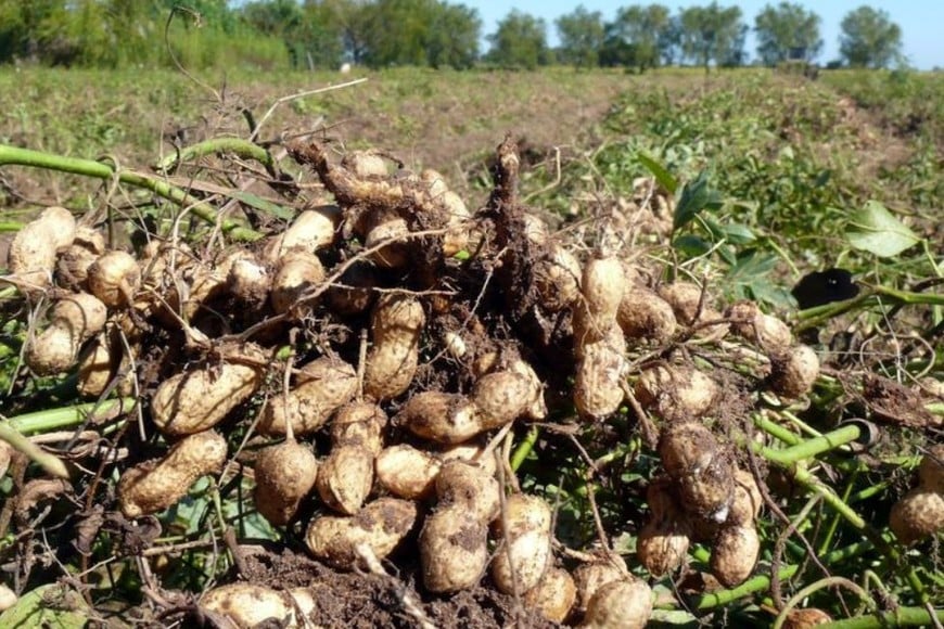 Fueron beneficadas 348 posiciones arancelarias, entre las que se encuentran el maní, el arroz, la industria forestal y el vino.