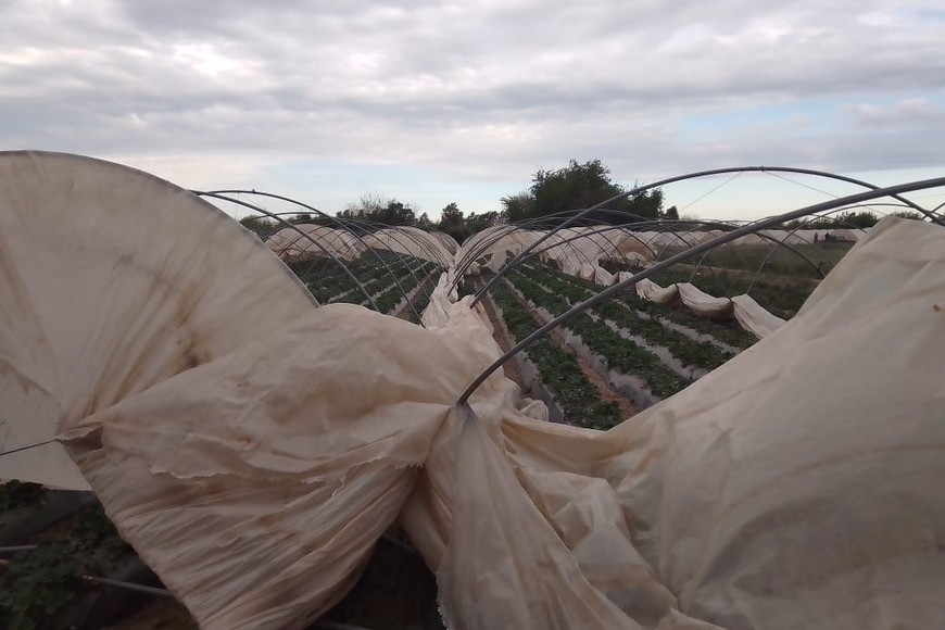 El efecto del viento en los macrotúneles de la frutilla.