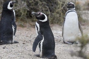 La temporada se extenderá hasta abril del próximo año, abarcando el ciclo completo de reproducción, nacimiento, aprendizaje y la independencia de los jóvenes pingüinos.